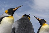 Volunteer Point, Falkland Islands. Close up portrait of three king penguins, Aptenodytes patagonica.
