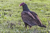 Menifee, California, USA.. Portrait of a turkey vulture, Cathartes aura.