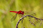 Fort Myers, Florida, United States.. a scarlet skimmer, Crocothemis servilia, at rest on a twig.