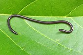 Fort Myers, Florida, United States.. A brahminy blind snake, Indotyphlops braminus, on a leaf.