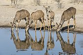 Kalahari, Botswana. Female greater kudu, Tragelaphus strepsiceros, drinking at waterhole.