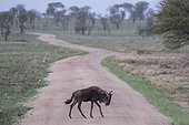 Serengeti, Tanzania.. A wildebeest crosses the road in Tanzanias Serengeti National Park.
