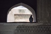 Agra, Uttar Pradesh, India.. Pigeon on window sill at Agra Fort.