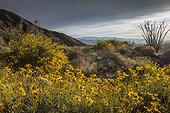Anza-Borrego Desert State Park, California, USA. Brittlebush, Encelia farinosa, in bloom.