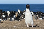 Pebble Island, Falkland Islands. A rockhopper penguin, Eudyptes chrysocome, looking at the camera.