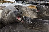 Sea Lion Island, Falkland Islands. Southern elephant seals, Mirounga leonina, resting on a beach.
