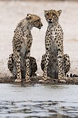 Kalahari, Botswana. Two cheetahs, Acinonyx jubatus, at a waterhole.