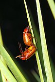 Fort Myers, Florida, United States.. May beetles, Phyllophaga species, mating.