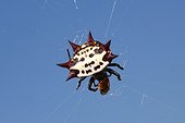 Florida, United States.. A spiny orb weaver spider, Gasteracantha cancriformis, on a web.