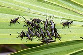 Florida, United States.. Lubber grasshopper nymphs, Romalia guttata, emerge from the ground in large groups.