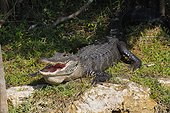 Florida, United States.. An American alligator, Alligator mississippiensis, with mouth open.