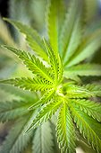 Bend, Oregon, United States of America.. Close-up of marijuana or Cannabis sativa plant.