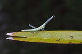 Florida, United States.. A toothpick grasshopper, Achurum carinatum, rests on a leaf.