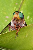 Fort Myers, Florida, United States.. A green-eyed horse fly, Chrysops species, rests on a leaf.