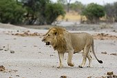 Savuti, Chobe National Park, Botswana. A male lion, Panthera leo, walking.