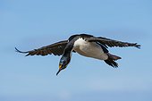 Pebble Island, Falkland Islands. An imperial shag, Leucocarbo atriceps, in flight.