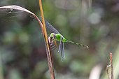 Fort Myers, Florida, United States.. A great pondhawk dragonfly, Erythemis vesiculosa, feeding on a moth.