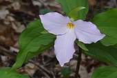 Great Smoky Mountains National Park, North Carolina, United States.. Close up of a Trilliam grandiflorum flower.