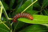 Florida, United States.. An echo moth caterpillar, Seirarctia echo, crawls on a leaf.