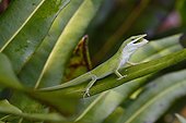 Fort Myers, Florida, United States.. A green anole, Anolis carolinensis, rests on a tree branch.