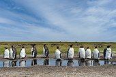 Volunteer Point, Falkland Islands. King penguins, Aptenodytes patagonica, at a water pond.