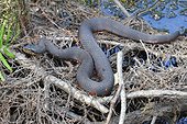 Fort Myers, Florida, United States.. A Florida banded watersnake, Nerodia fasciata pictiventris, resting on forest debris.