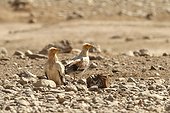 Somaliland, Somalia.. Two Egyptian vultures, Neophron percnopterus, stand among rocks and stones.