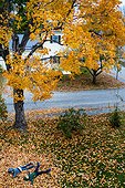 Two boys play in leaves beneath a tree in autumn.. Bath, Maine, USA.