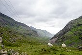 Sheep roam in the river gorge of Snowdonia National Park.. Snowdonia National Park, Wales, UK.