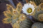White cactus flower of the hedgehog cactus, Echinocereus grandis, an endemic species.. San Esteban Island, Baja California, Mexico.