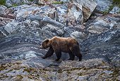 A brown bear foraging in the Juneau icefield.. Juneau Icefield, Alaska, USA