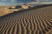 Imperial County, Imperial Sand Dunes Recreation Area, California, USA.. Wind sculpted dunes in Californias Imperial Sand Dunes Recreation Area.