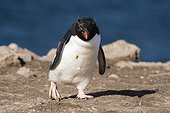 Pebble Island, Falkland Islands. A rockhopper penguin, Eudyptes chrysocome, walking.