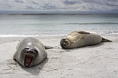 Sea Lion Island, Falkland Islands. Young southern elephant seals, Mirounga leonina, resting on a beach.