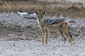 Kalahari, Botswana. A black-backed jackal, Canis mesomelas, looking at the camera.