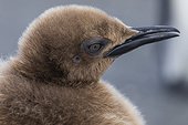 Gold Harbor, South Georgia Island.. A molting king penguin chick looks sideways in this portrait.