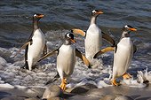 Pebble Island, Falkland Islands. Gentoo penguins, Pygoscelis papua, coming ashore.