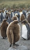 Gold Harbor, South Georgia Island.. Juvenile king penguins stand in a large group together on a beach.
