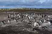Sea Lion Island, Falkland Islands. A Gentoo penguin colony, Pygoscelis papua.