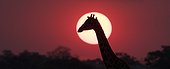 Savuti, Chobe National Park, Botswana. A giraffe, Giraffa camelopardalis, at sunset.