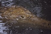Queensland, Australia.. A crocodile in fresh water with raindrops.