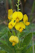 Fort Myers, Florida, United States.. A showy rattlebox, Crotalaria spectabilis.
