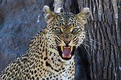 Khwai Concession, Okavango Delta, Botswana. A leopard, Panthera pardus, snarling and looking at the camera.