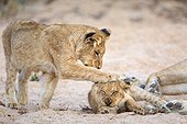 Sabi Sands, Mpumalanga, South Africa.. Lion cubs, Panthera leo, playing in a sandy dry riverbed.