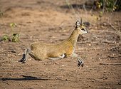 Sabi Sands, Mpumalanga, South Africa.. A Klipspringer, Oreotragus oreotragus, running.