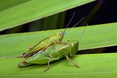 Florida, United States.. A pair of wingless Florida grasshoppers, Aptenopedes aptera, on palmetto.