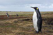 Sea Lion Island, Falkland Islands. Portrait of a king penguin, Aptenodytes patagonica.