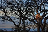 Sabi Sands, Mpumalanga, South Africa.. Leopard, Panthera pardus, with an impala kill, Aepyceros melampus, high in a tree at dusk.