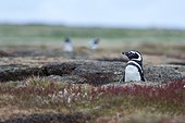 Sea Lion Island, Falkland Islands. Magellanic penguin, Spheniscus magellanicus, at the entrance of its burrow.