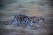 Khwai Concession, Okavango Delta, Botswana. A leopard, Panthera pardus, running in the grass in the evening.